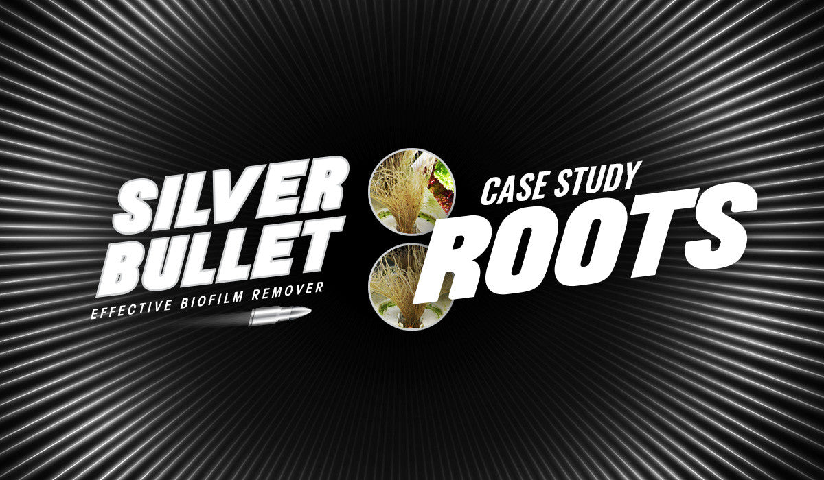 CASE STUDY: LETTUCE CULTIVATION, HYDROPONICS