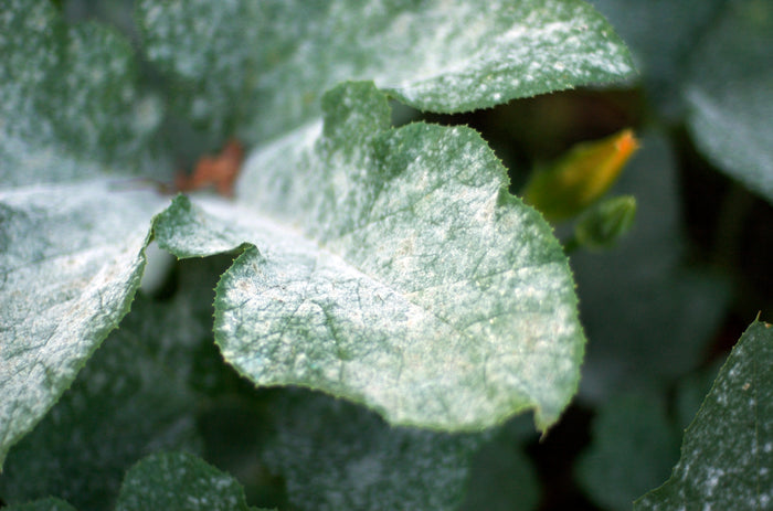 How to Kill Mildew with Hydrogen Peroxide